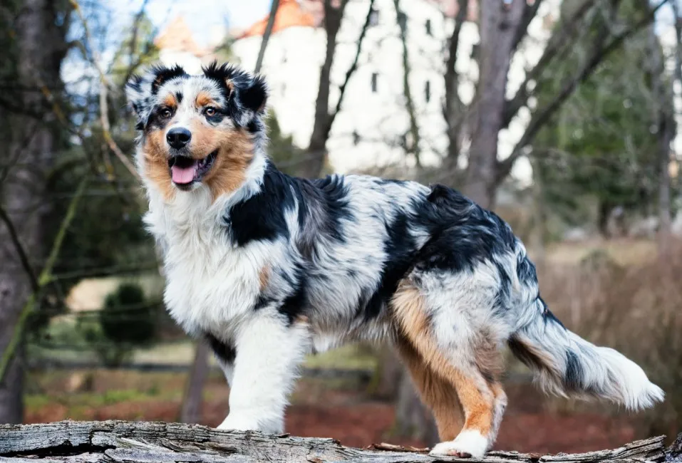 Australian Shepherd - Razze Cane