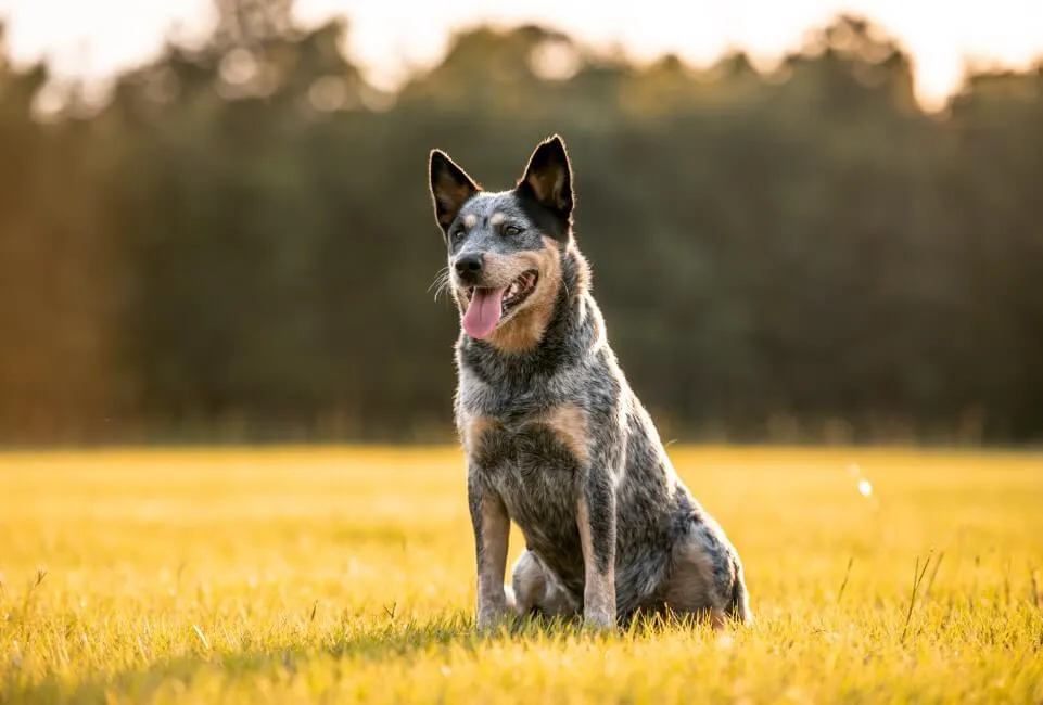 Australian Cattle Dog - Razze Cane