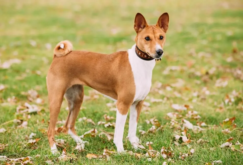 Basenji - Razze Cane