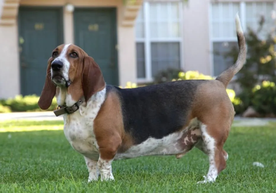 Basset Hound - Razze Cane