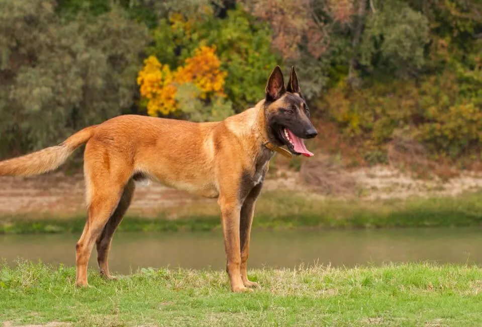 Pastore Belga Malinois - Razze Cane