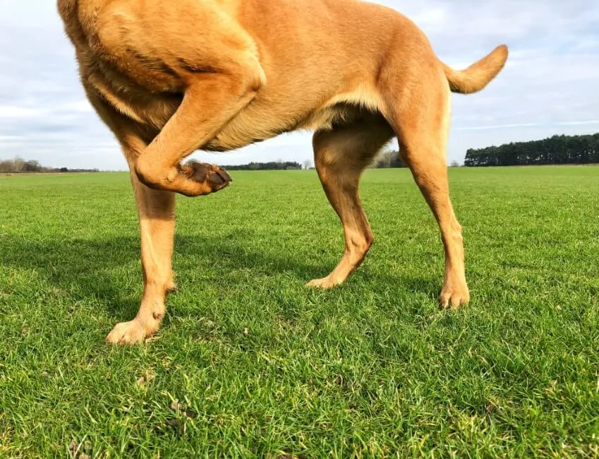 Zoppia Del Cane - Salute Cane