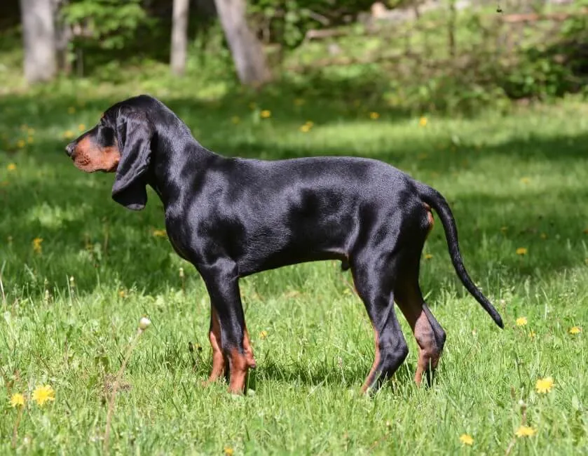 Black And Tan Coonhound - Razze Cane