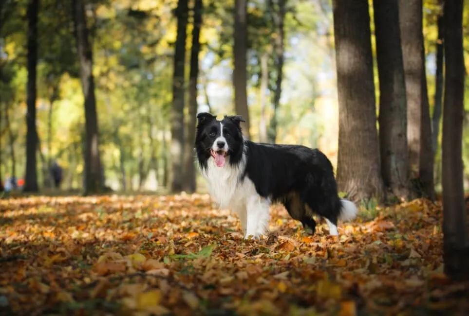 Border Collie - Razze Cane