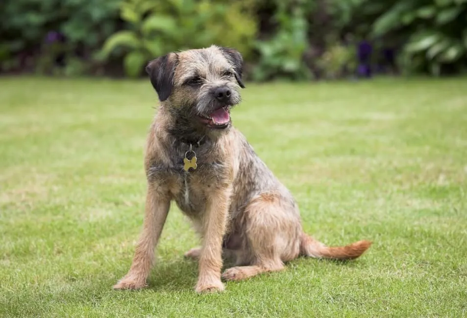 Border Terrier - Razze Cane