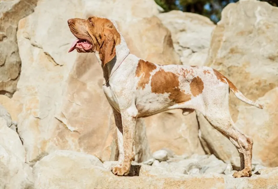 Bracco Italiano - Razze Cane