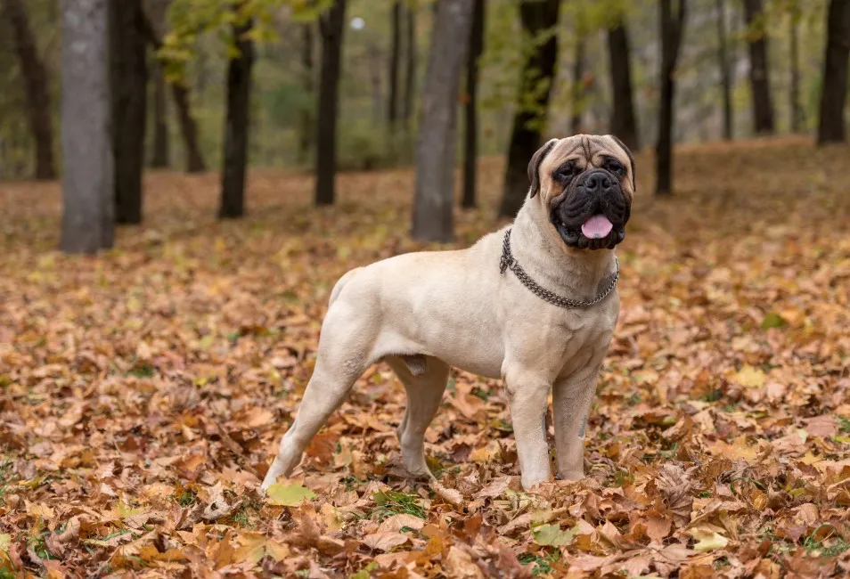 Bullmastiff - Razze Cane