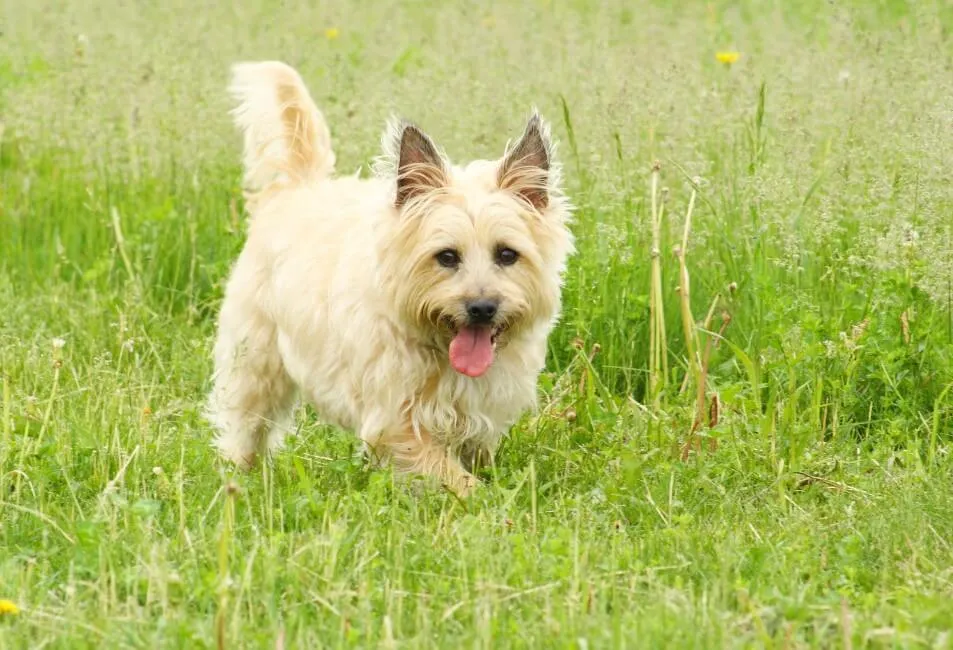 Cairn Terrier - Razze Cane