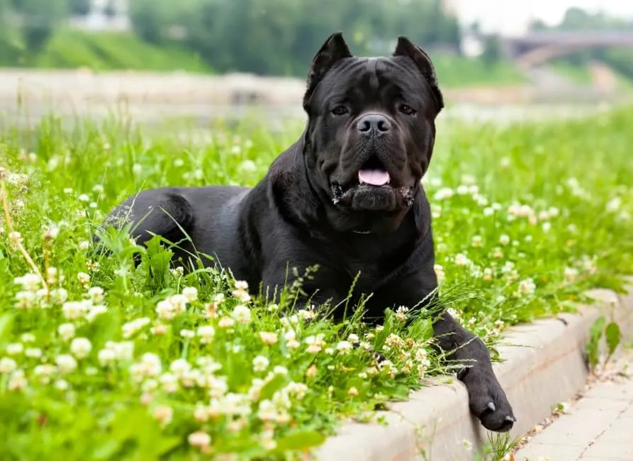 Cane Corso - Razze Cane