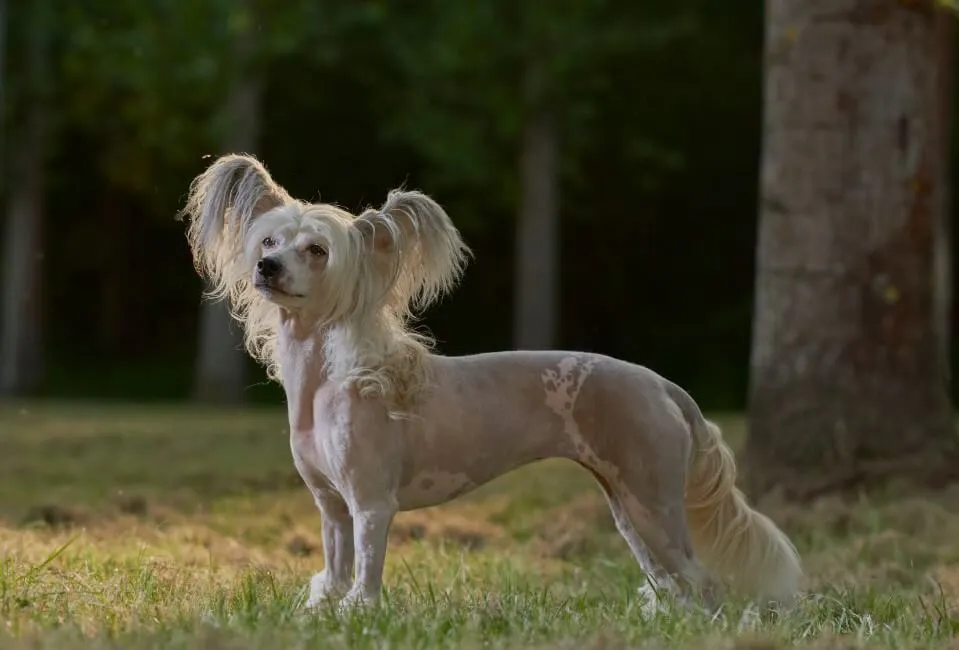 Chinese Crested - Razze Cane