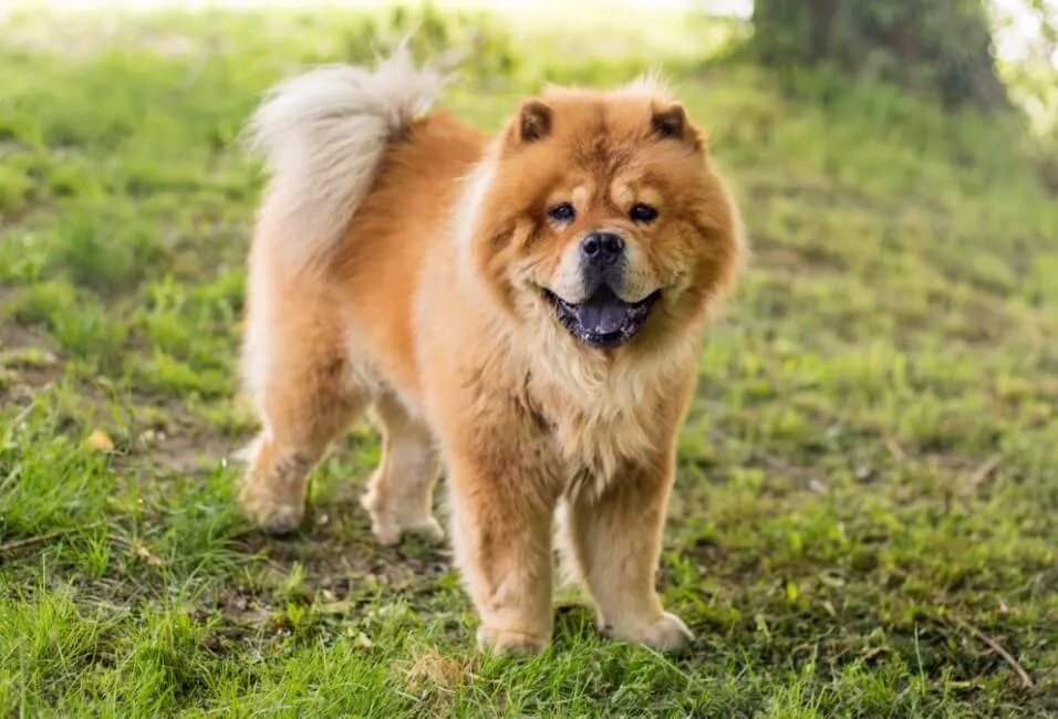 Chow Chow - Razze Cane