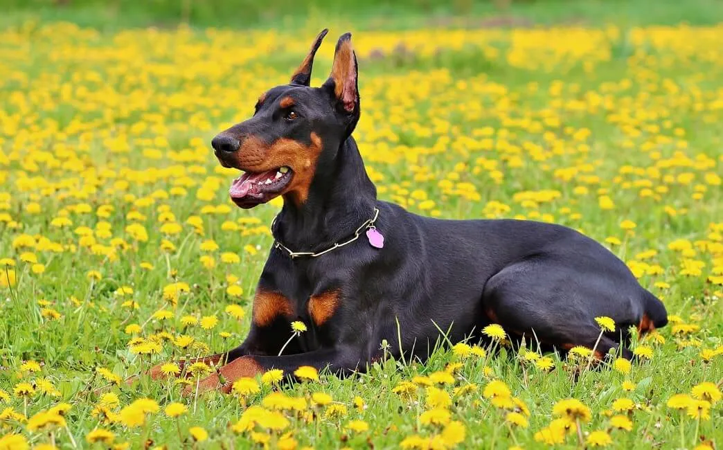 Dobermann - Razze Cane