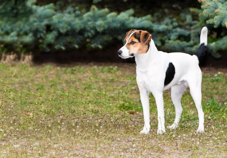 Fox Terrier - Razze Cane