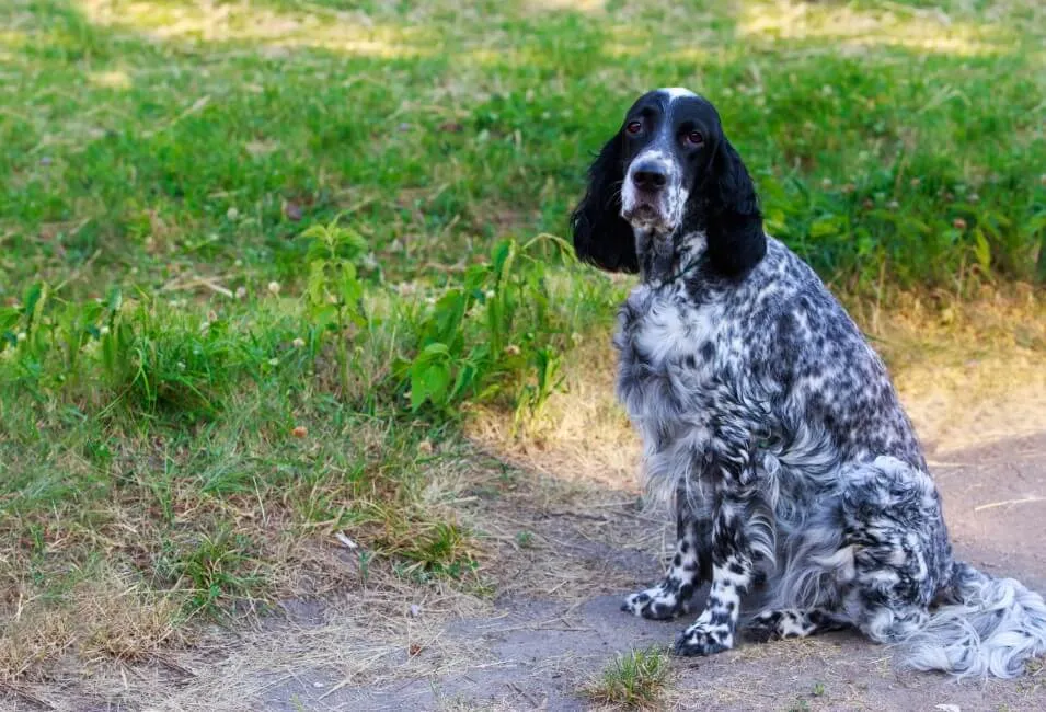 Setter Inglese - Razze Cane