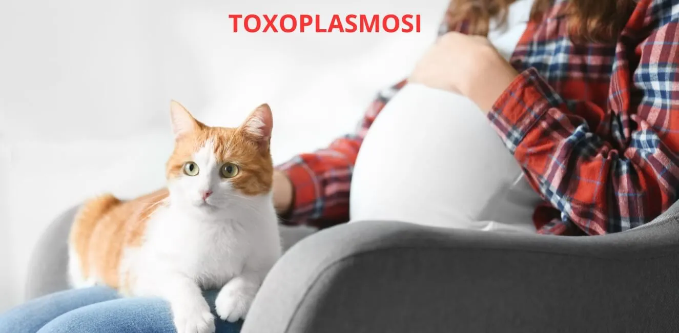 Toxoplasmosi