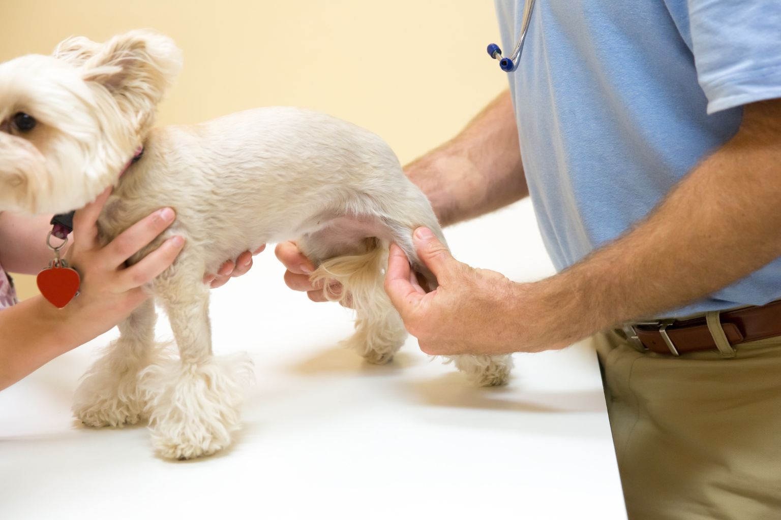 Come Mantenere In Salute Le Articolazioni Dei Nostri Cani